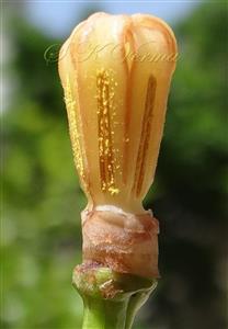 Gynostegium (Anthers enclosing pistil)